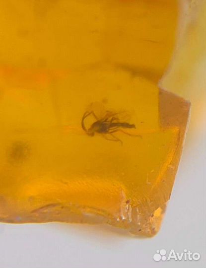 Инклюз - 11 комаров (2 дерутся) / Окаменелости