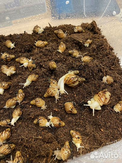 Улитки Ахатины ретикулята
