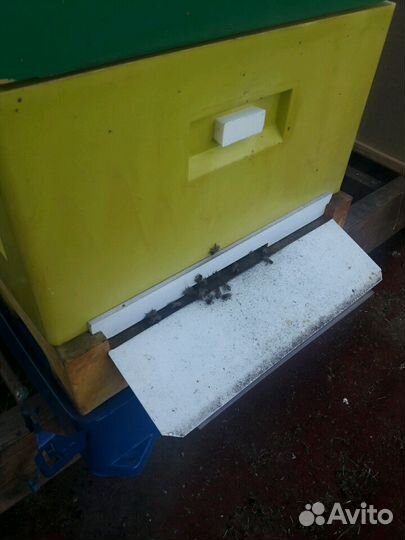 Пчелы породы Бакфаст не привозные