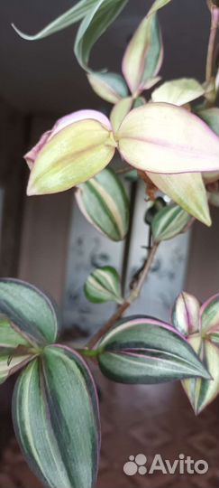 Комнатные растения