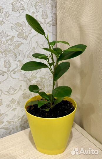 Комнатный цветок,Фикус Микрокарпа