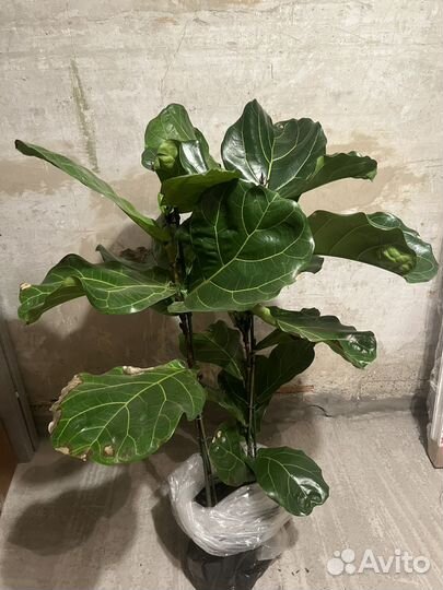 Фикус лирата колумнарис