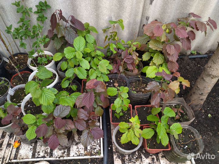 Многолетние цветы