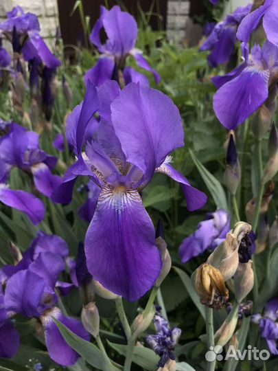 Ирис бородатый в подарок