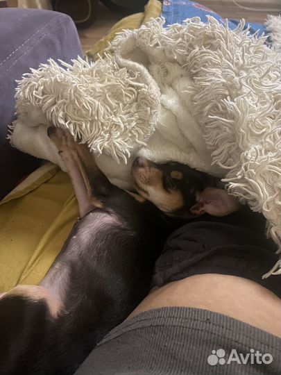 Той-терьер щенки