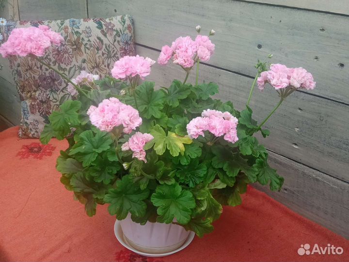 Kvarnlyckans Anna-Jeanette, Odensjö Made in Sweden