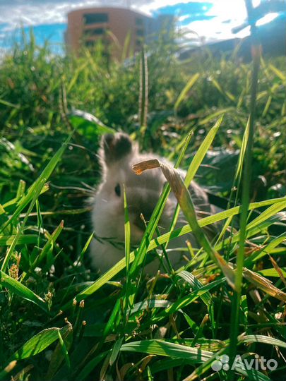 Декоративный кролик в добрые руки