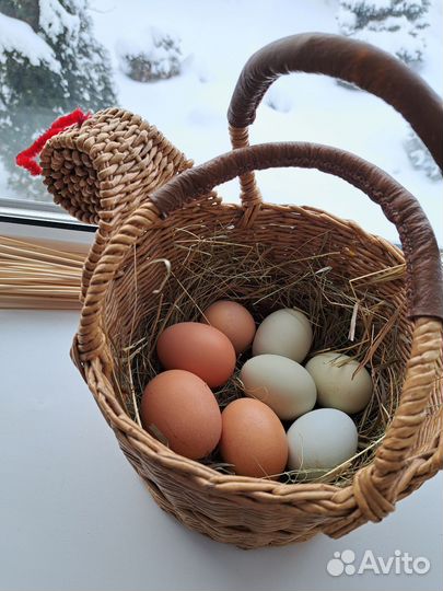 Инкубационное яйцо