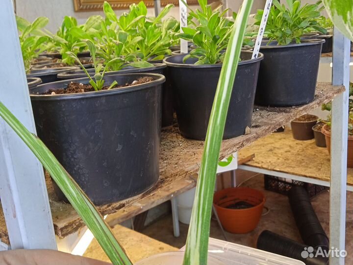 Монстера вариегатная альба