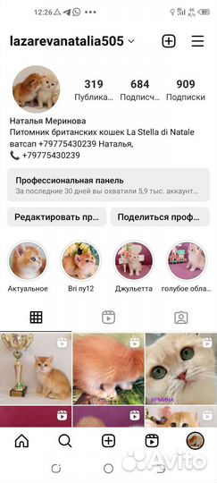 Брит.котята Bri ny12, от шикарных родителей