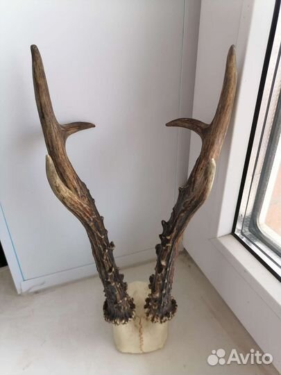 Продам рога