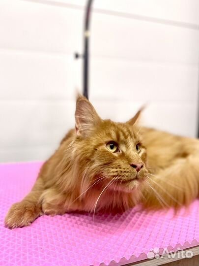 Груминг собак и кошек