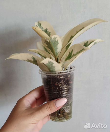 Фикус Мелани вариегатная,Шривериана