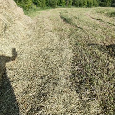 Продам сено Луговое в рулонах