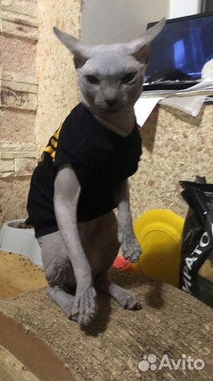 Кот сфинкс для вязки