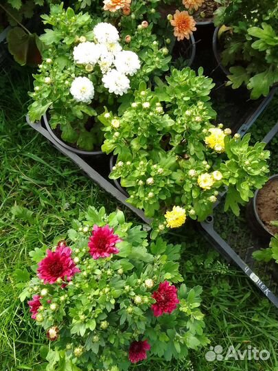 Хризантемы мультифлора