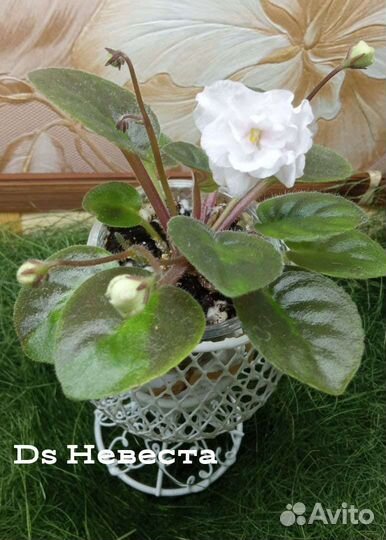 Детки сортовых фиалок