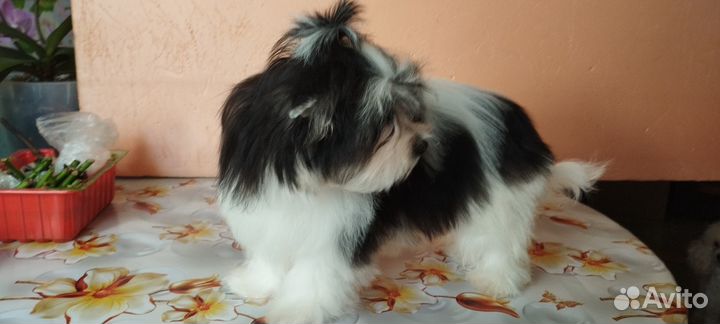 Маленькая собачка от маленькой собачки