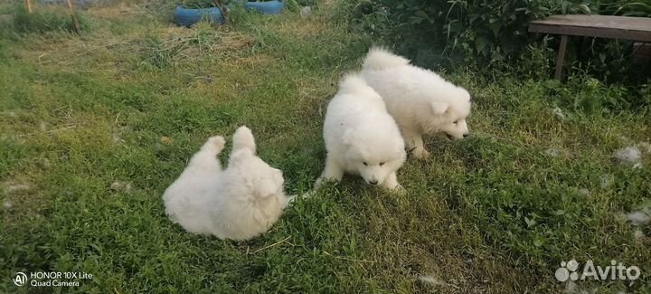 Щенки самоеда