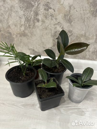 Фикус, Хамедорея Бридбл