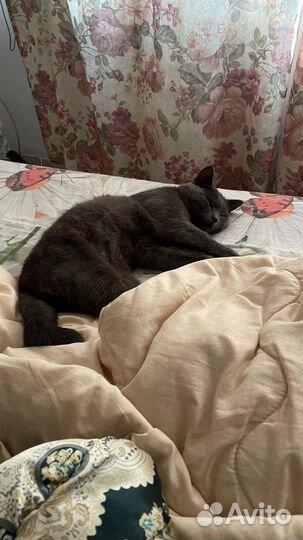 Отдам в добрые руки кота