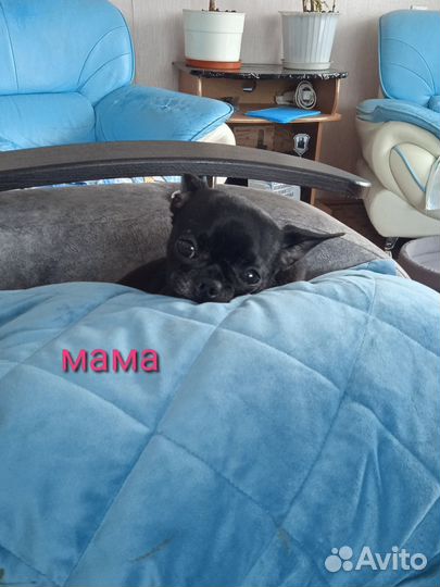 Щенки чихуахуа