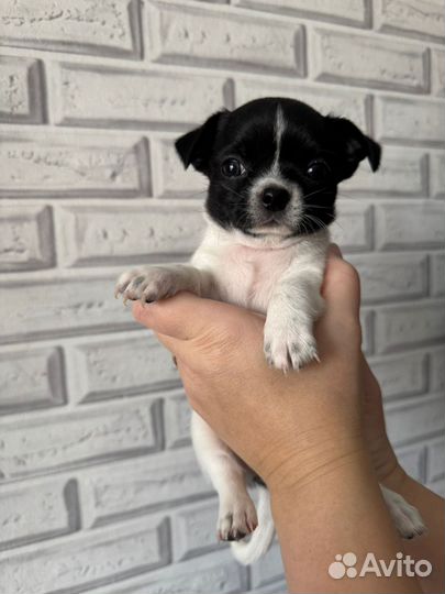 Малышка чихуахуа