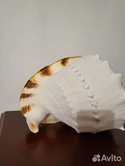 Ракушка морская большая