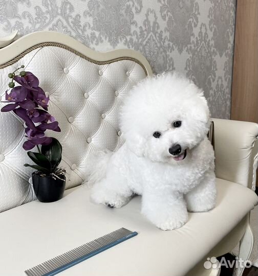 Бишон фризе девочка