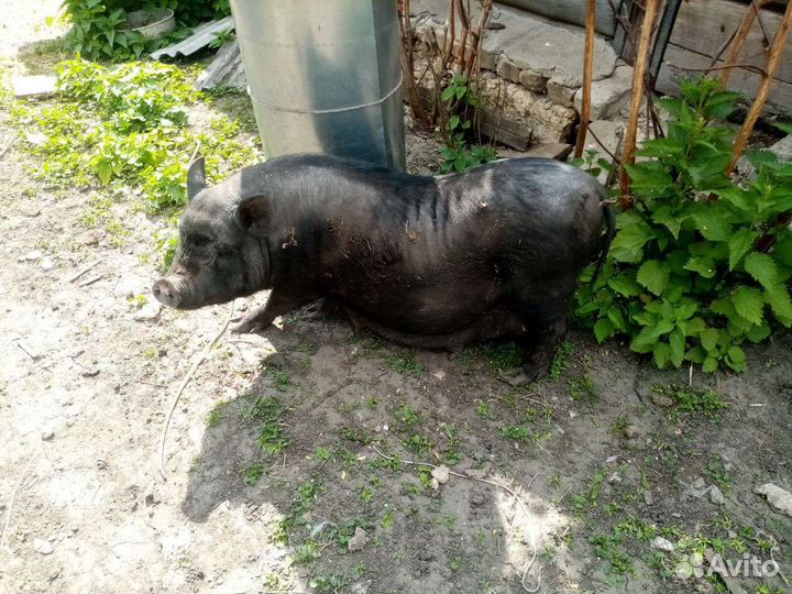 Вьетнамск вислобрюхий поросенок,бык на племя