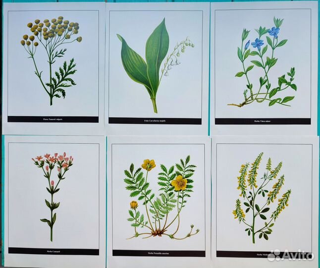 Ботанические иллюстрации грибы, растения