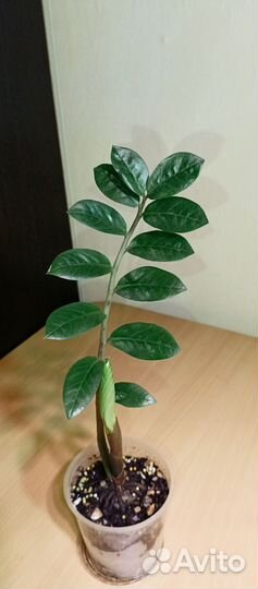 Замиокулькас