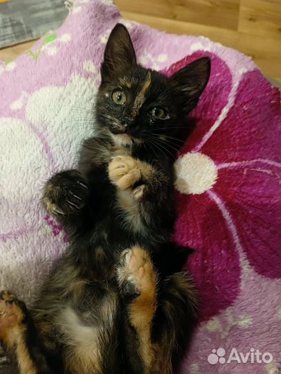 Котенок девочка 2 мес