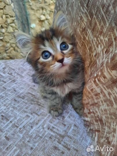 Котята пушистики в добрые руки