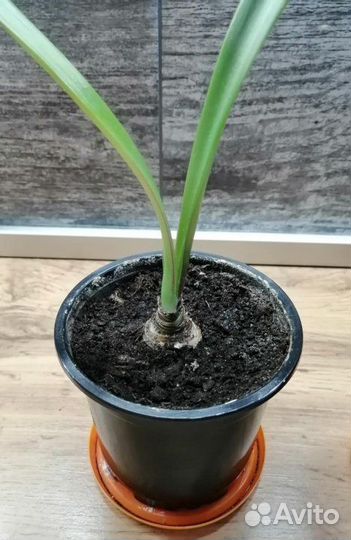 Гиппеаструмы (амариллис)