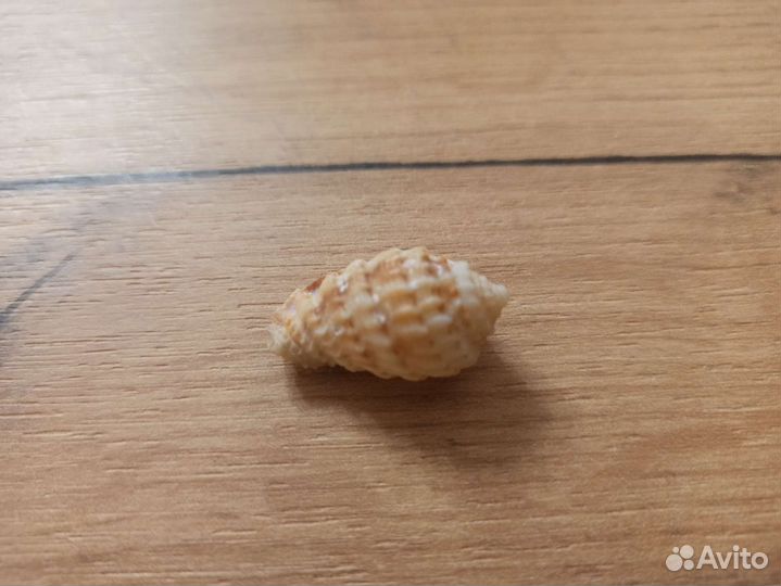 Морская раковина