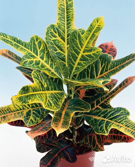 Кротон, папоротники,калерия