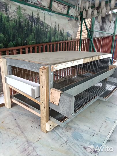 Клетки для перепелов