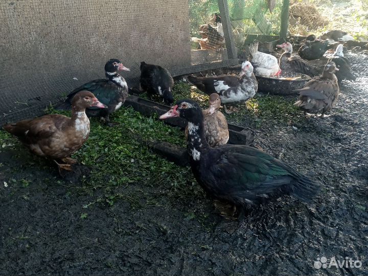 Мускусные утки