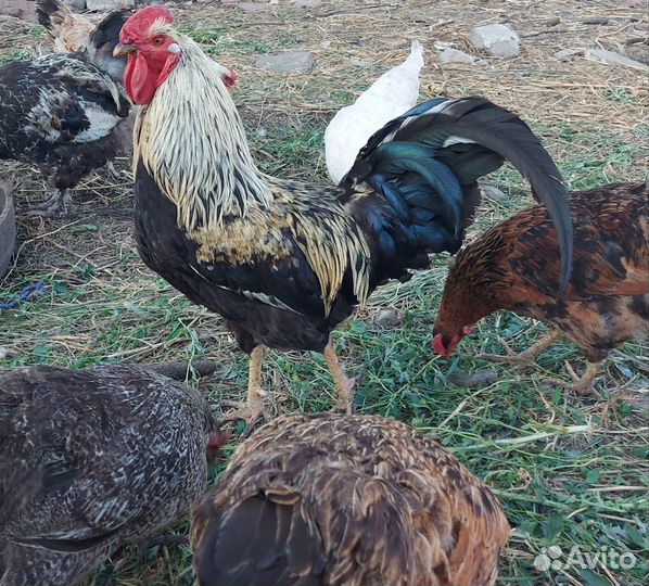 Петухи