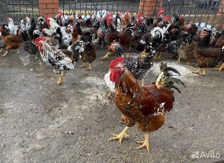 Яйцо инкубационное - Куры ливенской породы