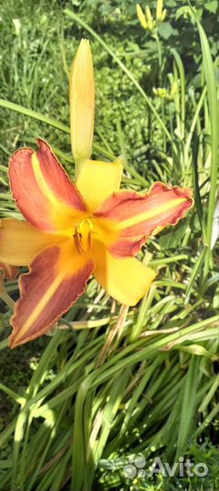 Лилейники и лилии