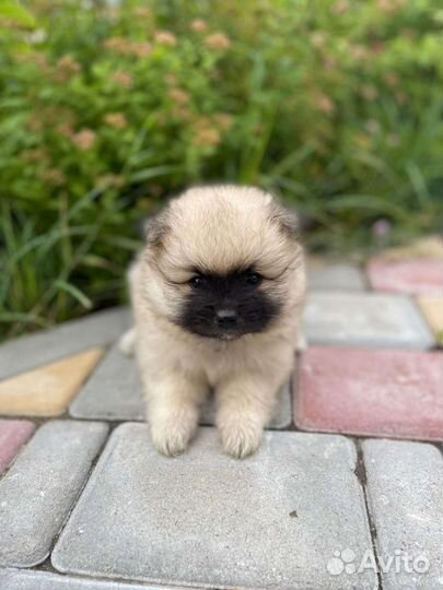 Щенки шпица