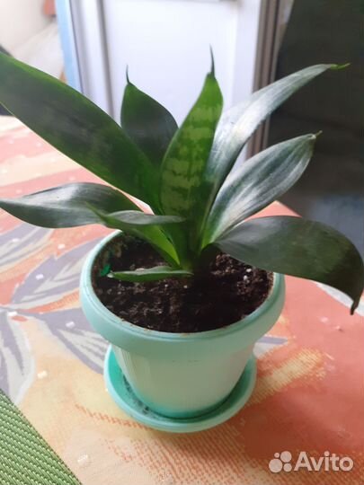 Комнатные растения