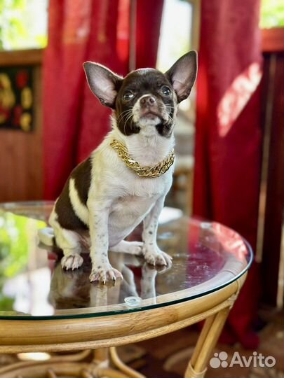 Чихуахуа девочка красотка