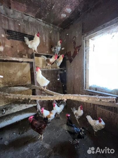 Молодые петухи