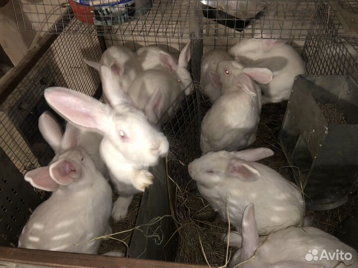 Кролик белый Панон