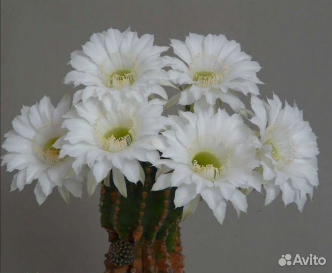 Кактус Эхинопсис трубкоцветковый