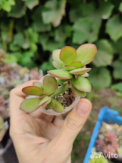 Эхеверия крассула