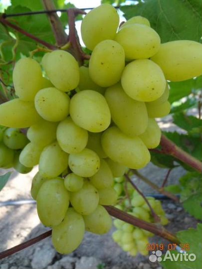 Саженцы Винограда Бананас